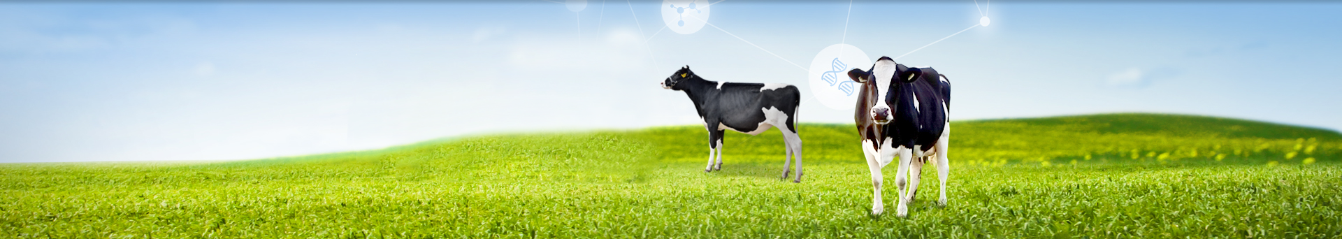 젖소개량은 미래를 위한 투자입니다. 대한민국 축산업의 미래! 주식회사 덕창과 함께하세요.